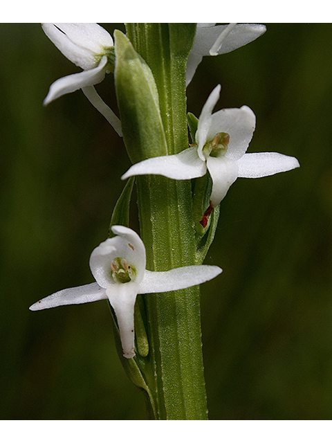 Platanthera dilatata (Scentbottle) #88332