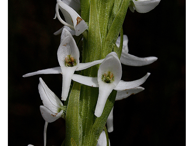 Platanthera dilatata (Scentbottle) #88334