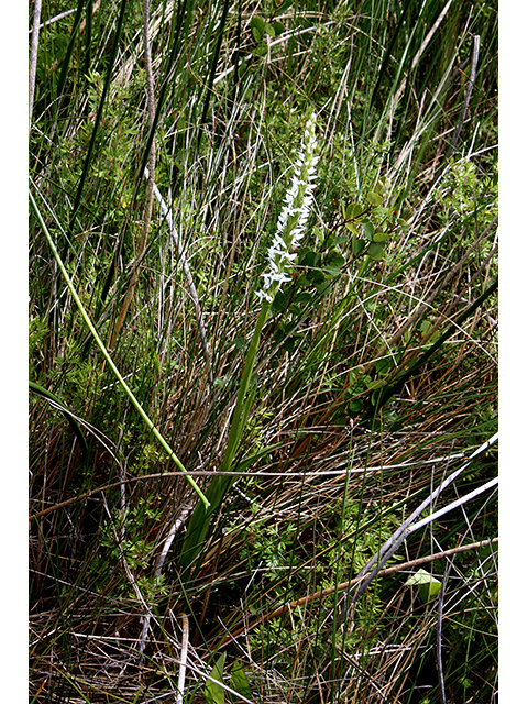 Platanthera dilatata var. dilatata (Scentbottle) #88336