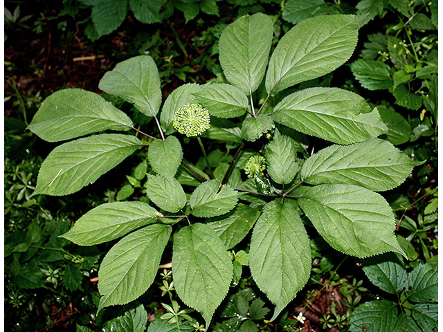 Panax quinquefolius (American ginseng) #88341