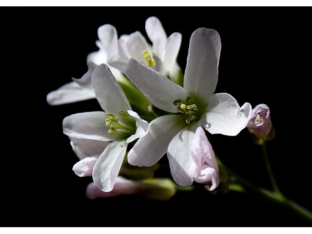 Cardamine concatenata (Cutleaf toothwort) #88367