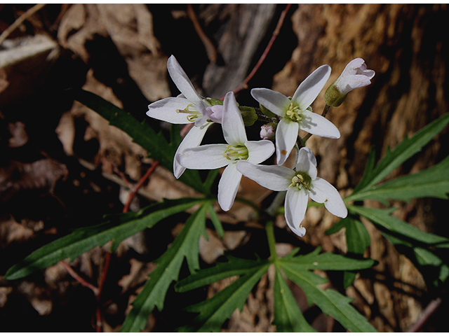 Cardamine concatenata (Cutleaf toothwort) #88369