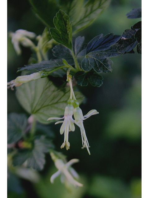 Ribes missouriense (Missouri gooseberry) #88375