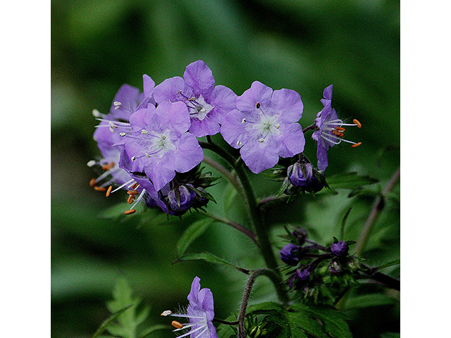 Phacelia bipinnatifida (Fernleaf phacelia) #88386