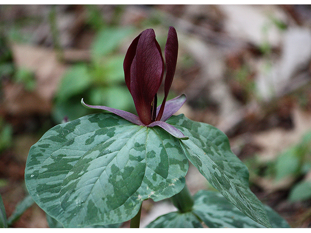 Trillium cuneatum (Little sweet betsy) #88388