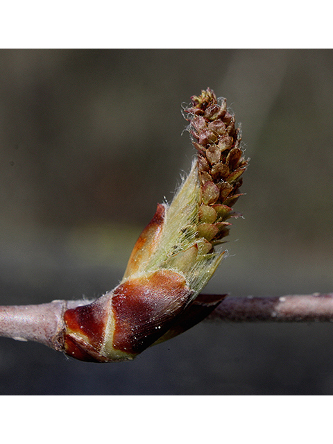 Betula alleghaniensis (Yellow birch) #88396