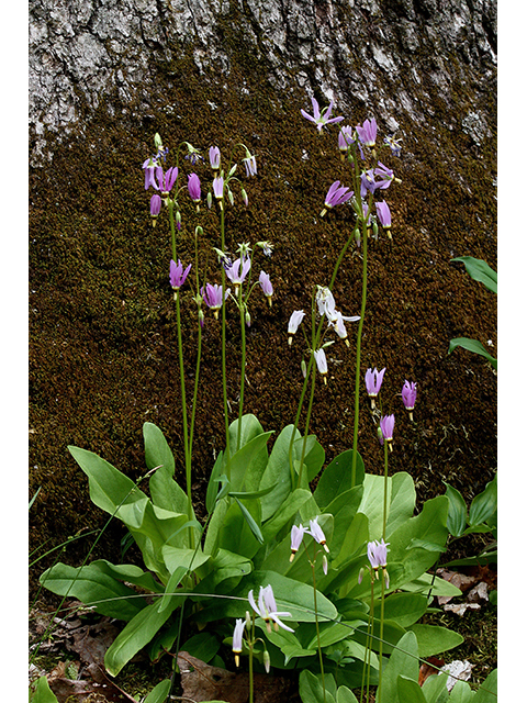 Dodecatheon meadia (Eastern shooting star) #88400