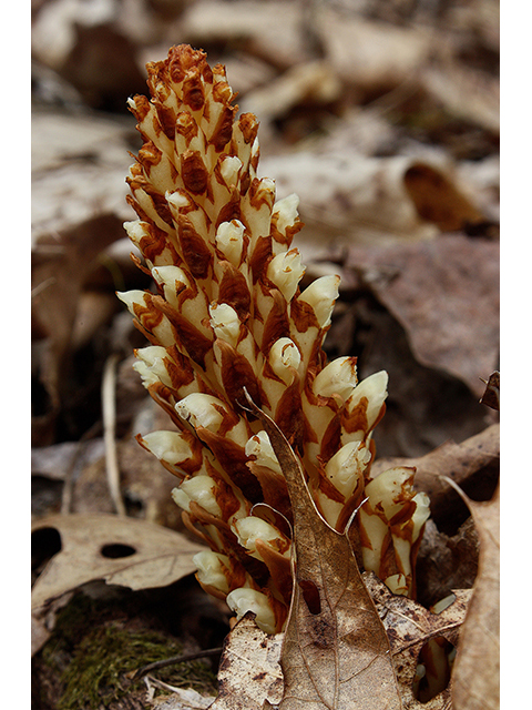 Conopholis americana (American cancer-root) #88403