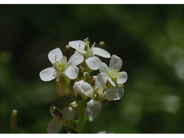 Cardamine pensylvanica (Pennsylvania bittercress) #88408