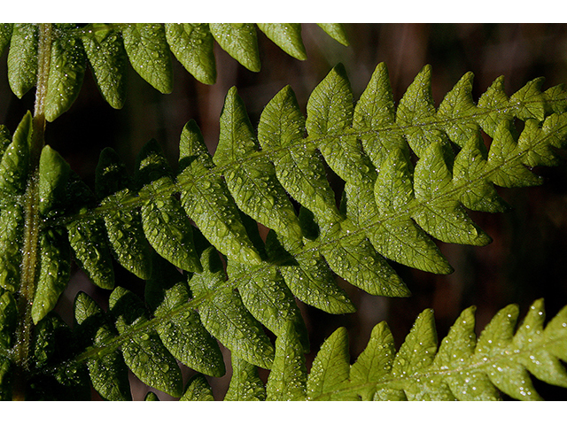 Thelypteris palustris (Eastern marsh fern) #88419