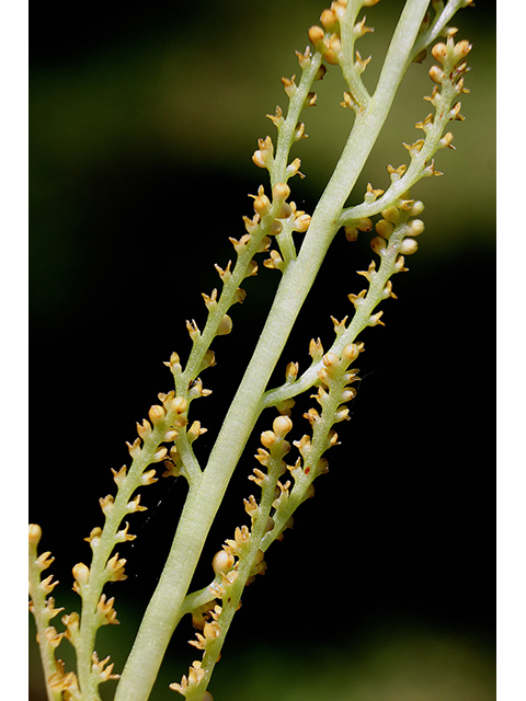 Botrychium rugulosum (Ternate grapefern) #88425