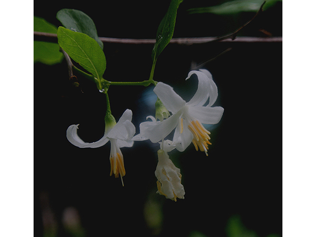 Styrax americanus (American snowbell) #88427