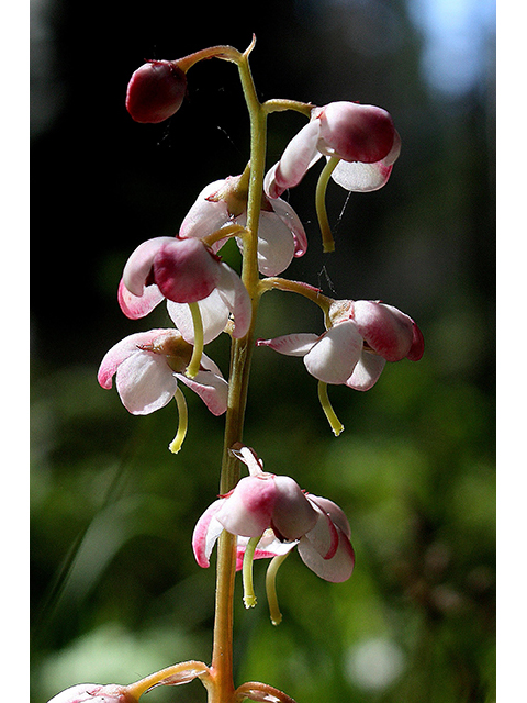 Pyrola asarifolia (Liverleaf wintergreen) #88441