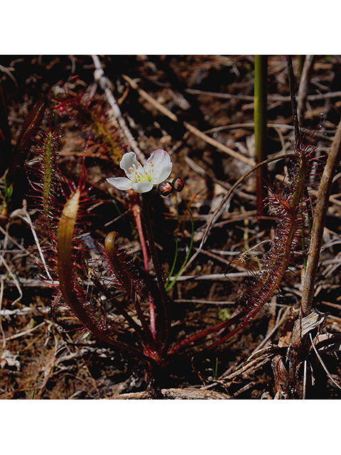 Drosera linearis (Slenderleaf sundew) #88447