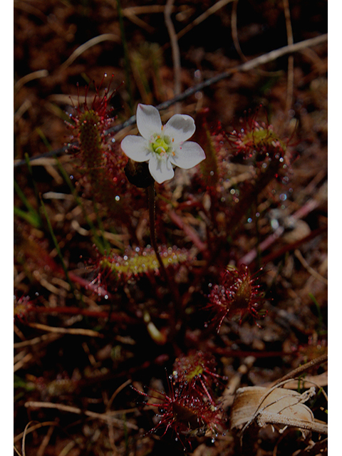 Drosera linearis (Slenderleaf sundew) #88448