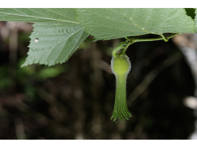 Corylus cornuta (Beaked hazelnut) #88455