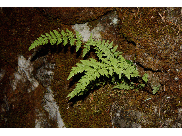 Cystopteris tenuis (Upland brittle bladderfern) #88459