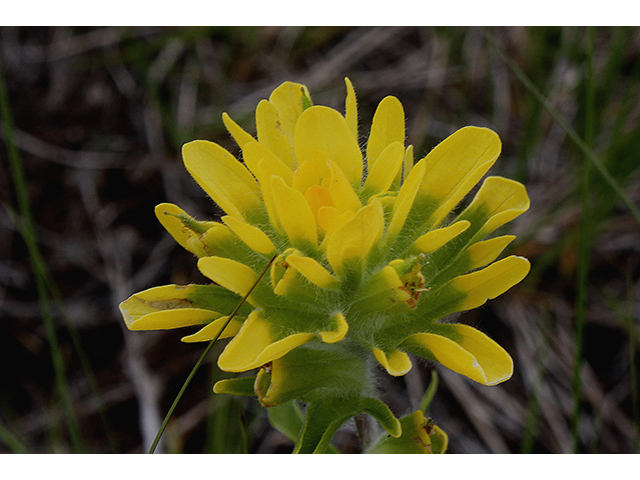 Castilleja coccinea (Scarlet paintbrush) #88467