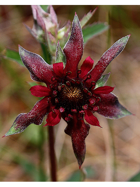 Comarum palustre (Purple cinquefoil) #88470