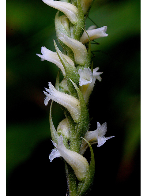 Spiranthes ovalis (October ladies'-tresses) #88502