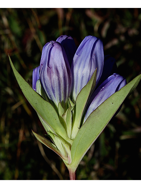 Gentiana saponaria (Harvestbells) #88504