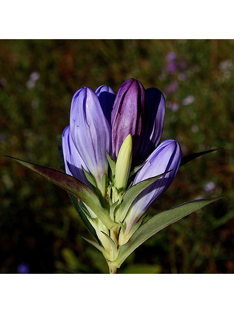 Gentiana saponaria (Harvestbells) #88505