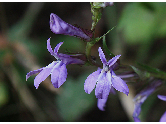 Lobelia puberula (Downy lobelia) #88513