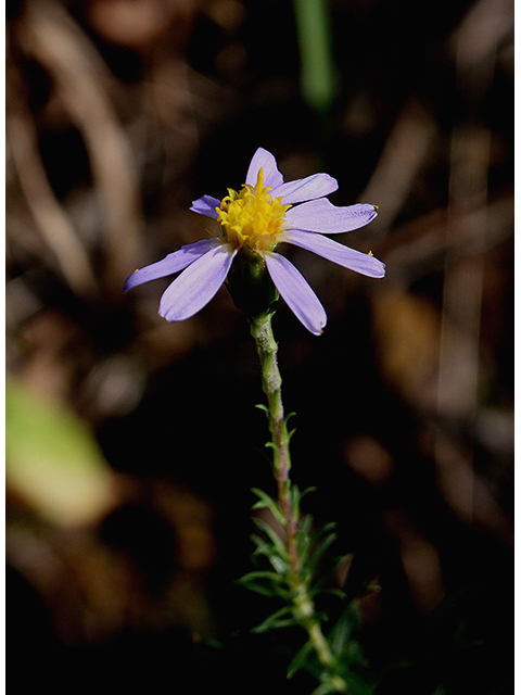 Ionactis linariifolius (Flaxleaf whitetop aster) #88515