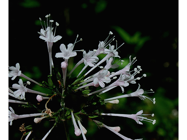 Valeriana pauciflora (Largeflower valerian) #88525