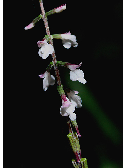 Phryma leptostachya (American lopseed) #88551