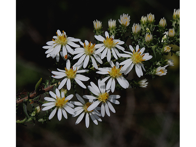 Symphyotrichum ericoides (White heath aster) #88567