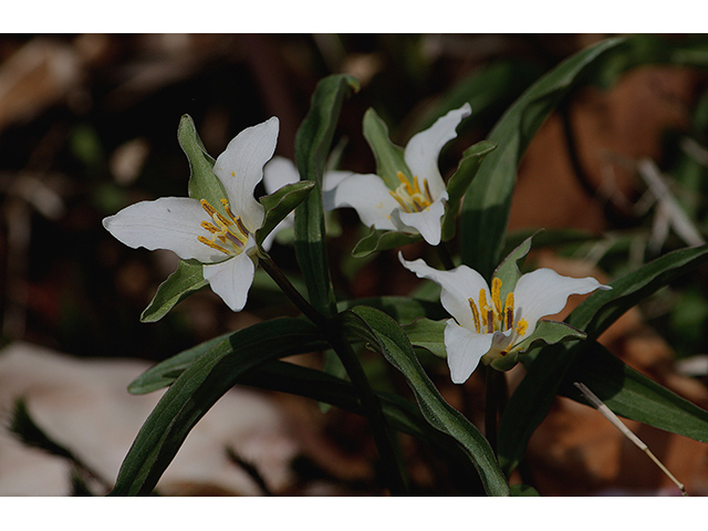 Trillium georgianum (Georgia dwarf trillium) #88583