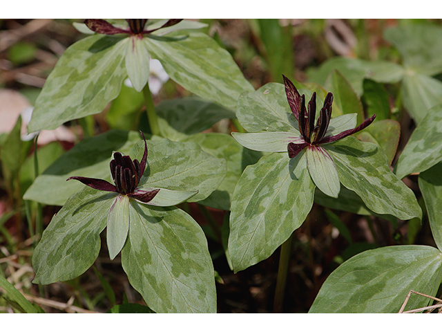 Trillium stamineum (Blue ridge wakerobin) #88584