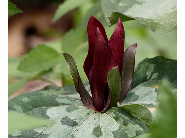 Trillium cuneatum (Little sweet betsy) #88593