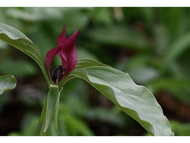 Trillium recurvatum (Prairie trillium) #88594