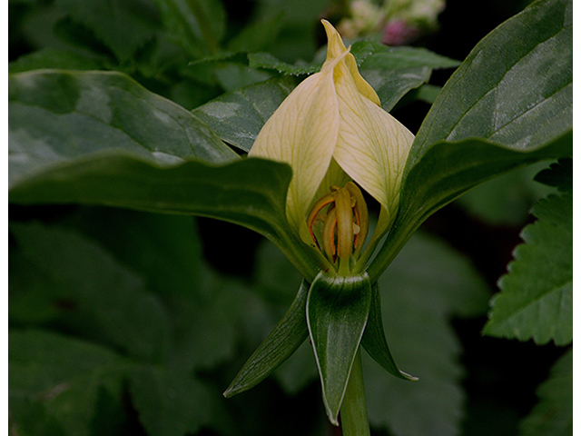 Trillium recurvatum (Prairie trillium) #88595