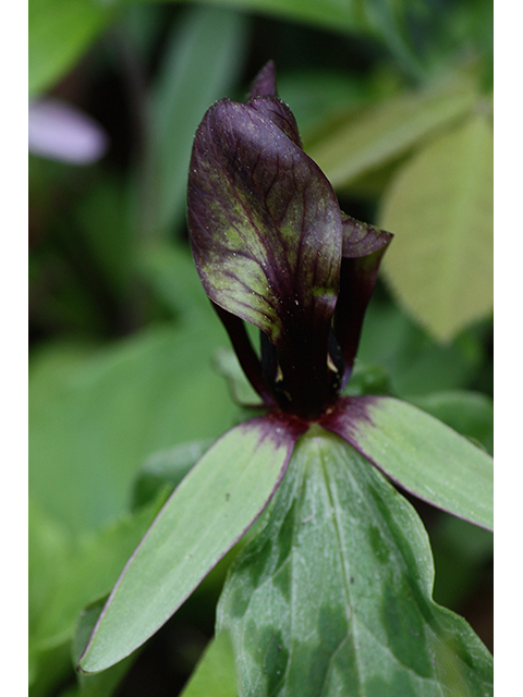 Trillium lancifolium (Lanceleaf wake-robin) #88597