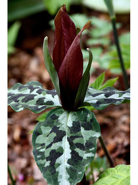 Trillium underwoodii (Longbract wakerobin) #88600