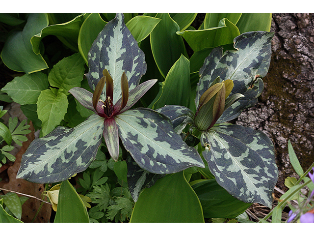 Trillium ludovicianum (Louisiana wakerobin) #88602