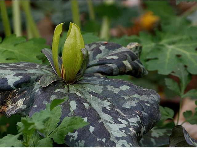 Trillium cuneatum (Little sweet betsy) #88607