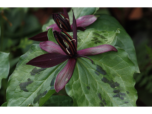 Trillium stamineum (Blue ridge wakerobin) #88609