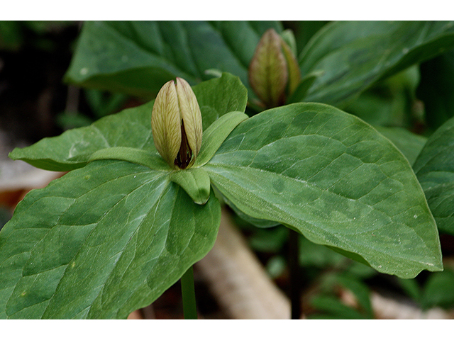 Trillium sessile (Toadshade) #88610