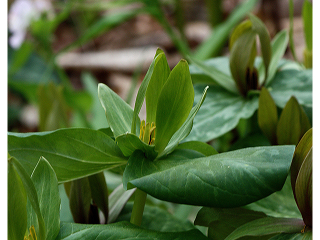 Trillium viridescens (Tapertip wakerobin) #88617