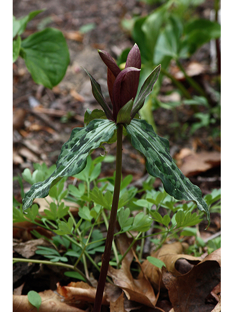 Trillium decipiens (Chattahoochee river wakerobin) #88618