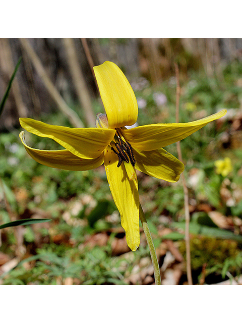 Erythronium rostratum (Yellow troutlily) #88623