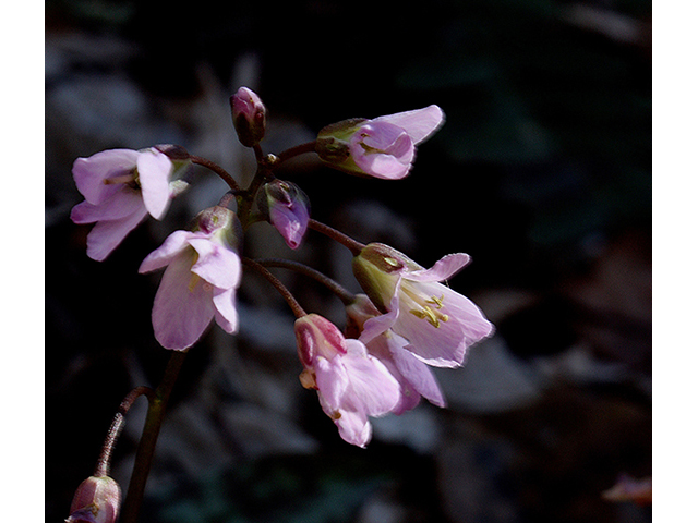 Cardamine angustata (Slender toothwort) #88629