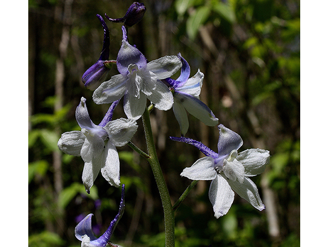 Delphinium tricorne (Dwarf larkspur) #88640