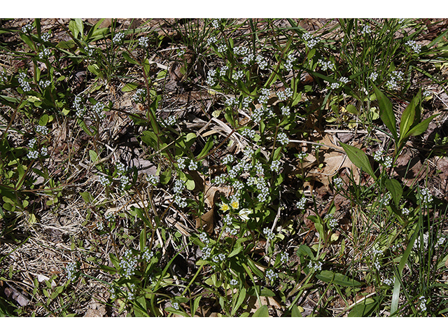 Valerianella umbilicata (Navel cornsalad) #88644