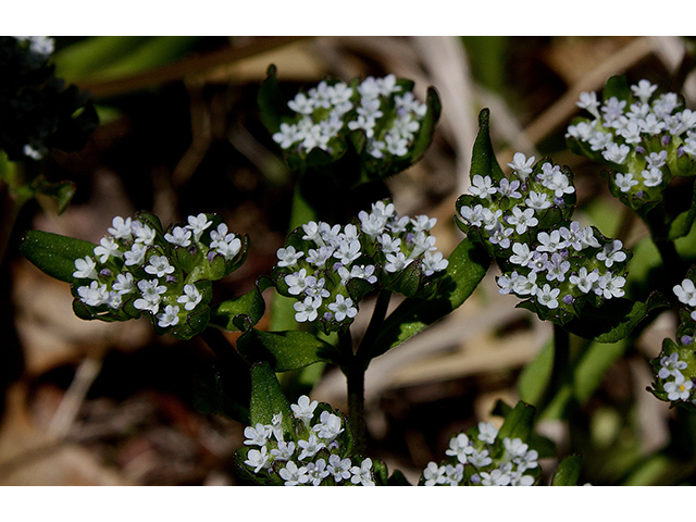 Valerianella umbilicata (Navel cornsalad) #88645