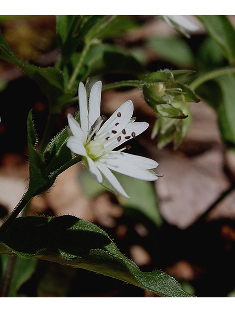 Stellaria pubera (Star chickweed) #88646